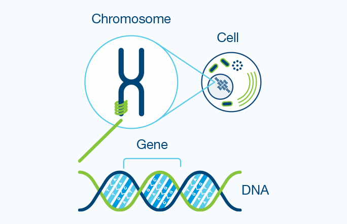 Genetic Carrier Screening | Horizon Patient Information